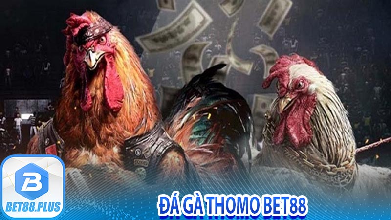 Đá gà Thomo Bet88