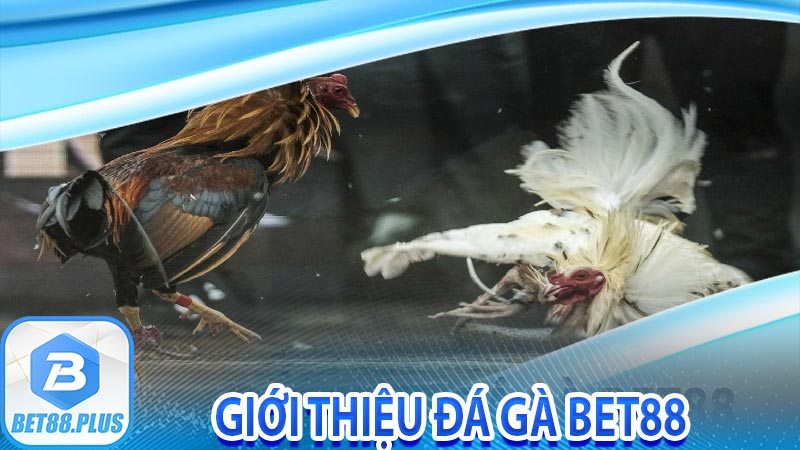 Giới thiệu đá gà Bet88