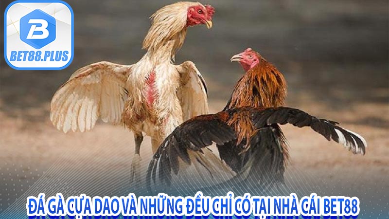 Đá gà cựa dao và những đều chỉ có tại nhà cái bet88 