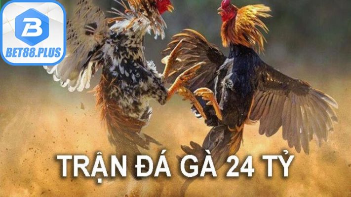 Trận đá gà 24 tỷ