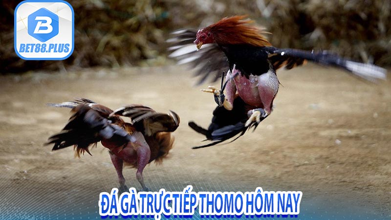 Đá gà trực tiếp thomo hôm nay 