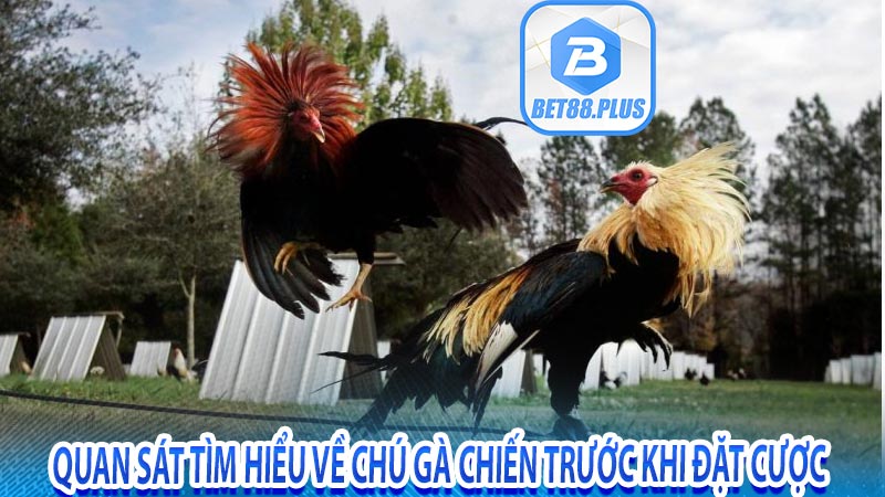 Quan sát tìm hiểu về chú gà chiến trước khi đặt cược 